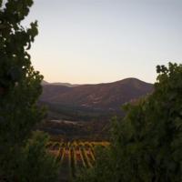 Vineyards Scenic