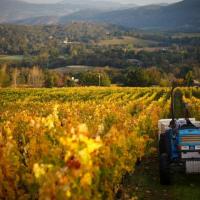 Vineyard Harvest